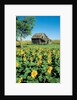 Sunflower Field, Old House, Beausejour, Manitoba, Canada. by Anonymous