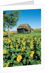 Sunflower Field, Old House, Beausejour, Manitoba, Canada. by Anonymous