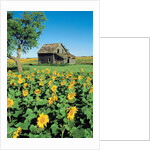 Sunflower Field, Old House, Beausejour, Manitoba, Canada. by Anonymous