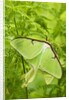 Luna Moth (Actias Luna) Mating Pair Among Hay-scented Ferns, Lively, Ontario, Canada. by Anonymous