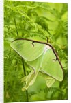Luna Moth (Actias Luna) Mating Pair Among Hay-scented Ferns, Lively, Ontario, Canada. by Anonymous