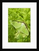 Luna Moth (Actias Luna) Mating Pair Among Hay-scented Ferns, Lively, Ontario, Canada. by Anonymous