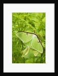 Luna Moth (Actias Luna) Mating Pair Among Hay-scented Ferns, Lively, Ontario, Canada. by Anonymous