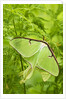 Luna Moth (Actias Luna) Mating Pair Among Hay-scented Ferns, Lively, Ontario, Canada. by Anonymous