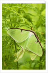 Luna Moth (Actias Luna) Mating Pair Among Hay-scented Ferns, Lively, Ontario, Canada. by Anonymous