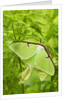 Luna Moth (Actias Luna) Mating Pair Among Hay-scented Ferns, Lively, Ontario, Canada. by Anonymous
