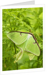 Luna Moth (Actias Luna) Mating Pair Among Hay-scented Ferns, Lively, Ontario, Canada. by Anonymous