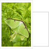 Luna Moth (Actias Luna) Mating Pair Among Hay-scented Ferns, Lively, Ontario, Canada. by Anonymous