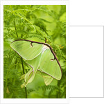 Luna Moth (Actias Luna) Mating Pair Among Hay-scented Ferns, Lively, Ontario, Canada. by Anonymous