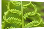 Cinnamon Fern (Osmunda Cinnamomea) Detail of Emerging Fronds, Lively, Ontario, Canada. by Anonymous