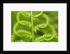 Cinnamon Fern (Osmunda Cinnamomea) Detail of Emerging Fronds, Lively, Ontario, Canada. by Anonymous