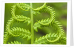 Cinnamon Fern (Osmunda Cinnamomea) Detail of Emerging Fronds, Lively, Ontario, Canada. by Anonymous