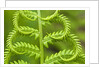 Cinnamon Fern (Osmunda Cinnamomea) Detail of Emerging Fronds, Lively, Ontario, Canada. by Anonymous