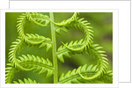 Cinnamon Fern (Osmunda Cinnamomea) Detail of Emerging Fronds, Lively, Ontario, Canada. by Anonymous