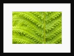 Cinnamon Fern (Osmunda Cinnamomea) Detail of Emerging Fronds, Lively, Ontario, Canada. by Anonymous