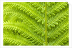 Cinnamon Fern (Osmunda Cinnamomea) Detail of Emerging Fronds, Lively, Ontario, Canada. by Anonymous