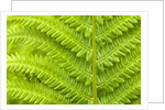 Cinnamon Fern (Osmunda Cinnamomea) Detail of Emerging Fronds, Lively, Ontario, Canada. by Anonymous