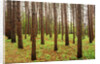 Pine Grove, La Seigneure Des Aulnaies, Quebec, Canada. by Anonymous
