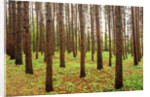 Pine Grove, La Seigneure Des Aulnaies, Quebec, Canada. by Anonymous