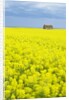 Barn and Canola Field, Southern Saskatchewan, Canada by Anonymous
