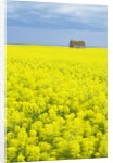 Barn and Canola Field, Southern Saskatchewan, Canada by Anonymous