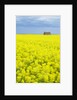 Barn and Canola Field, Southern Saskatchewan, Canada by Anonymous