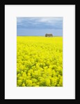 Barn and Canola Field, Southern Saskatchewan, Canada by Anonymous