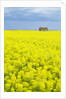 Barn and Canola Field, Southern Saskatchewan, Canada by Anonymous
