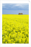 Barn and Canola Field, Southern Saskatchewan, Canada by Anonymous