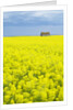 Barn and Canola Field, Southern Saskatchewan, Canada by Anonymous