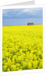 Barn and Canola Field, Southern Saskatchewan, Canada by Anonymous
