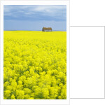 Barn and Canola Field, Southern Saskatchewan, Canada by Anonymous