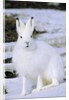 Adult Arctic Hare (Lepus Arcticus), Banks Island, Northwest Territories, Arctic Canada by Anonymous