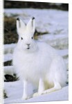 Adult Arctic Hare (Lepus Arcticus), Banks Island, Northwest Territories, Arctic Canada by Anonymous