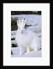 Adult Arctic Hare (Lepus Arcticus), Banks Island, Northwest Territories, Arctic Canada by Anonymous