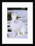 Adult Arctic Hare (Lepus Arcticus), Banks Island, Northwest Territories, Arctic Canada by Anonymous