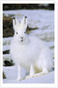 Adult Arctic Hare (Lepus Arcticus), Banks Island, Northwest Territories, Arctic Canada by Anonymous