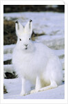 Adult Arctic Hare (Lepus Arcticus), Banks Island, Northwest Territories, Arctic Canada by Anonymous