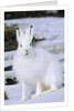 Adult Arctic Hare (Lepus Arcticus), Banks Island, Northwest Territories, Arctic Canada by Anonymous