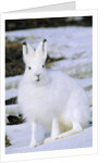 Adult Arctic Hare (Lepus Arcticus), Banks Island, Northwest Territories, Arctic Canada by Anonymous