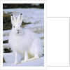 Adult Arctic Hare (Lepus Arcticus), Banks Island, Northwest Territories, Arctic Canada by Anonymous