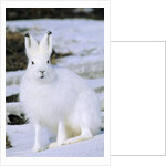 Adult Arctic Hare (Lepus Arcticus), Banks Island, Northwest Territories, Arctic Canada by Anonymous