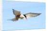 Adult Arctic Tern (Sterna Paradisea) Hovering Before a Dive, Victoria Island, Nunavut, Arctic Canada by Anonymous
