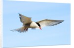Adult Arctic Tern (Sterna Paradisea) Hovering Before a Dive, Victoria Island, Nunavut, Arctic Canada by Anonymous