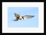 Adult Arctic Tern (Sterna Paradisea) Hovering Before a Dive, Victoria Island, Nunavut, Arctic Canada by Anonymous