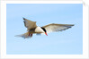 Adult Arctic Tern (Sterna Paradisea) Hovering Before a Dive, Victoria Island, Nunavut, Arctic Canada by Anonymous