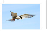 Adult Arctic Tern (Sterna Paradisea) Hovering Before a Dive, Victoria Island, Nunavut, Arctic Canada by Anonymous
