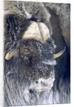 Adult Bull Muskox (Ovibos Moschatus) Covered with Frost. Banks Island, Northwest Territories, Arctic Canada. by Anonymous