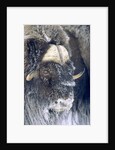 Adult Bull Muskox (Ovibos Moschatus) Covered with Frost. Banks Island, Northwest Territories, Arctic Canada. by Anonymous