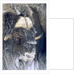 Adult Bull Muskox (Ovibos Moschatus) Covered with Frost. Banks Island, Northwest Territories, Arctic Canada. by Anonymous